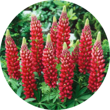 Lupine