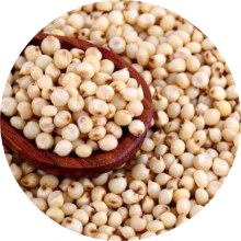 Sorghum